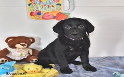 Labrador Retriever dogs for sale: Chloe - Image 2