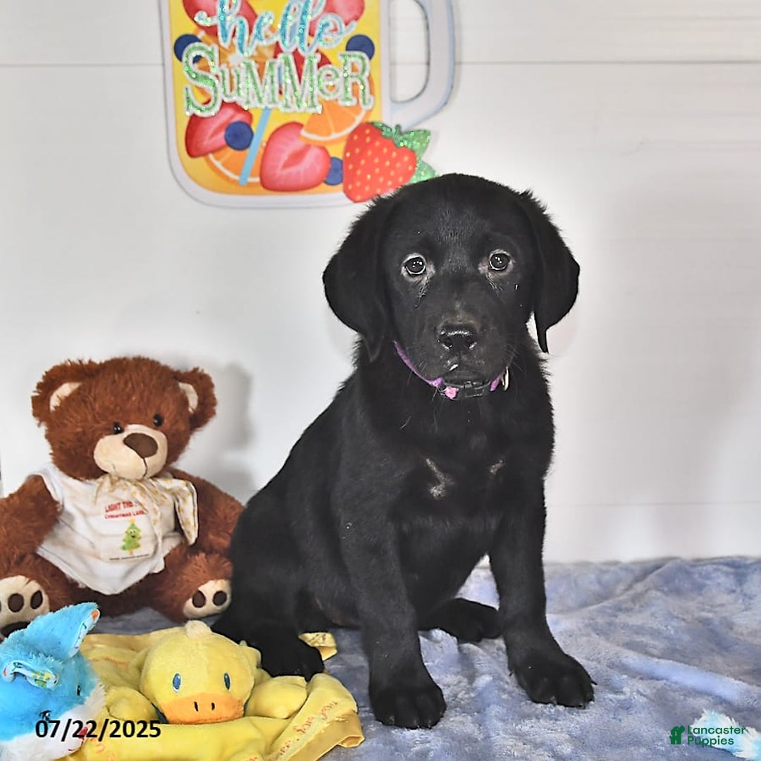 Labrador Retriever dogs for sale: Chloe - Image 2