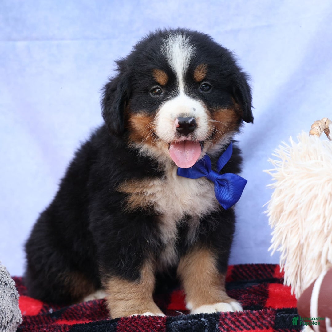 Bernese Mountain Dog dogs for sale: Seth - Image 24