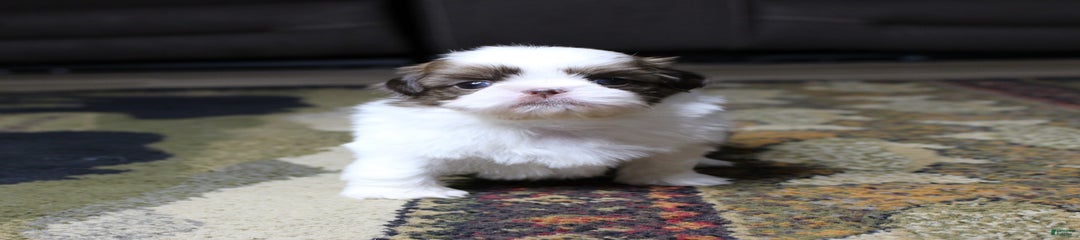 Boa