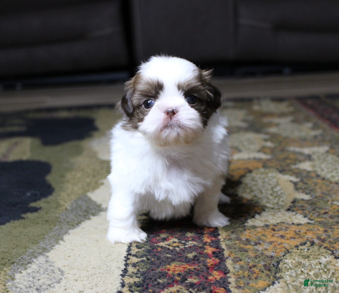 Shih Tzu dogs for sale: Boa - Image 1