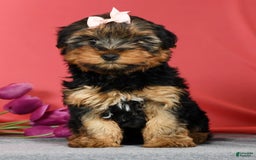 Yorkshire Terrier dogs for sale: Kylie - Image 3