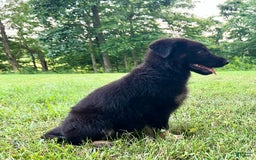 German Shepherd dogs for sale: Liberty - Image 14