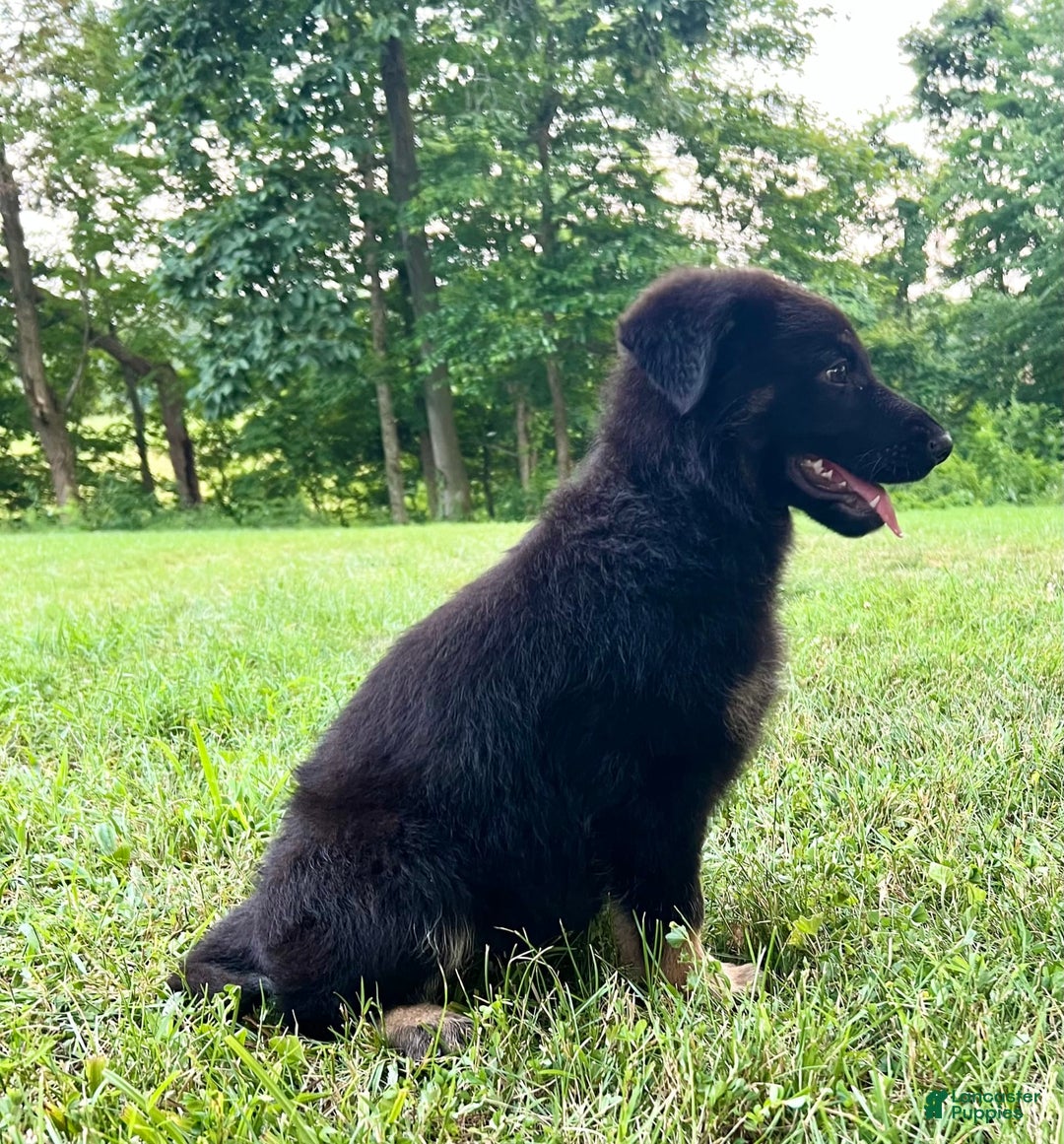German Shepherd dogs for sale: Liberty - Image 14