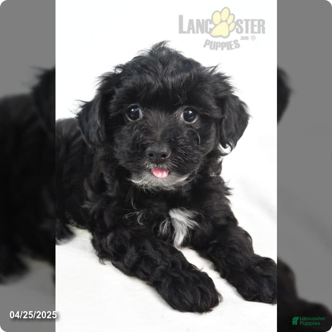 Yorkiepoo dogs for sale: Royal - Image 8