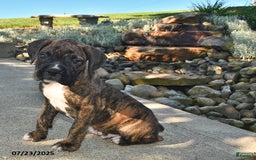 Boxer dogs for sale: Diesel - Image 3