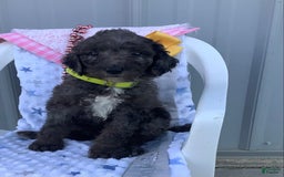 Goldendoodle dogs for sale: Lucy - Image 7