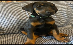 Doberman Pinscher dogs for sale: Thunder - Image 1