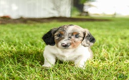 Miniature Dachshund dogs for sale: Cookie - Image 10