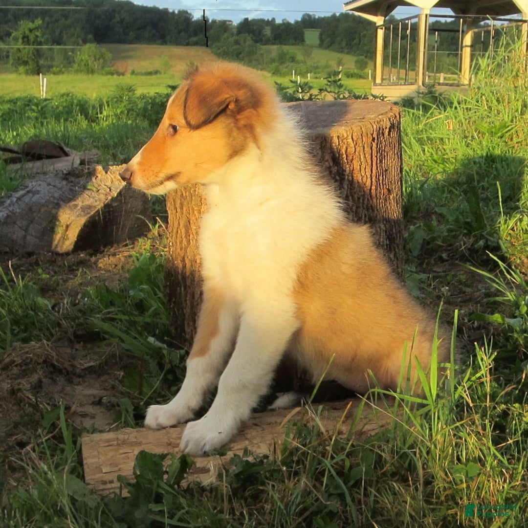 Collie dogs for sale: Ava - Image 2