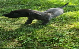 Great Dane dogs for sale: Onyx - Image 18