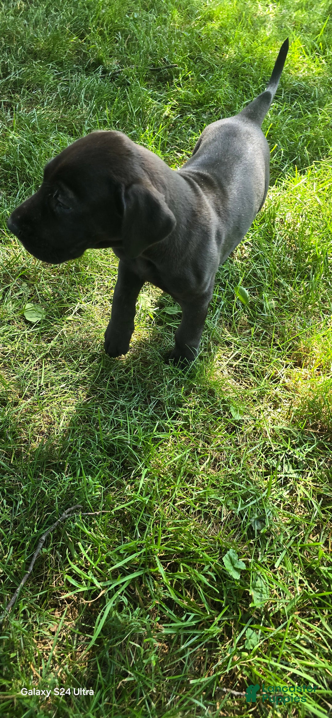 Great Dane dogs for sale: Onyx - Image 18