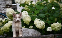 Gerberian Shepsky dogs for sale: Lawson - Image 7