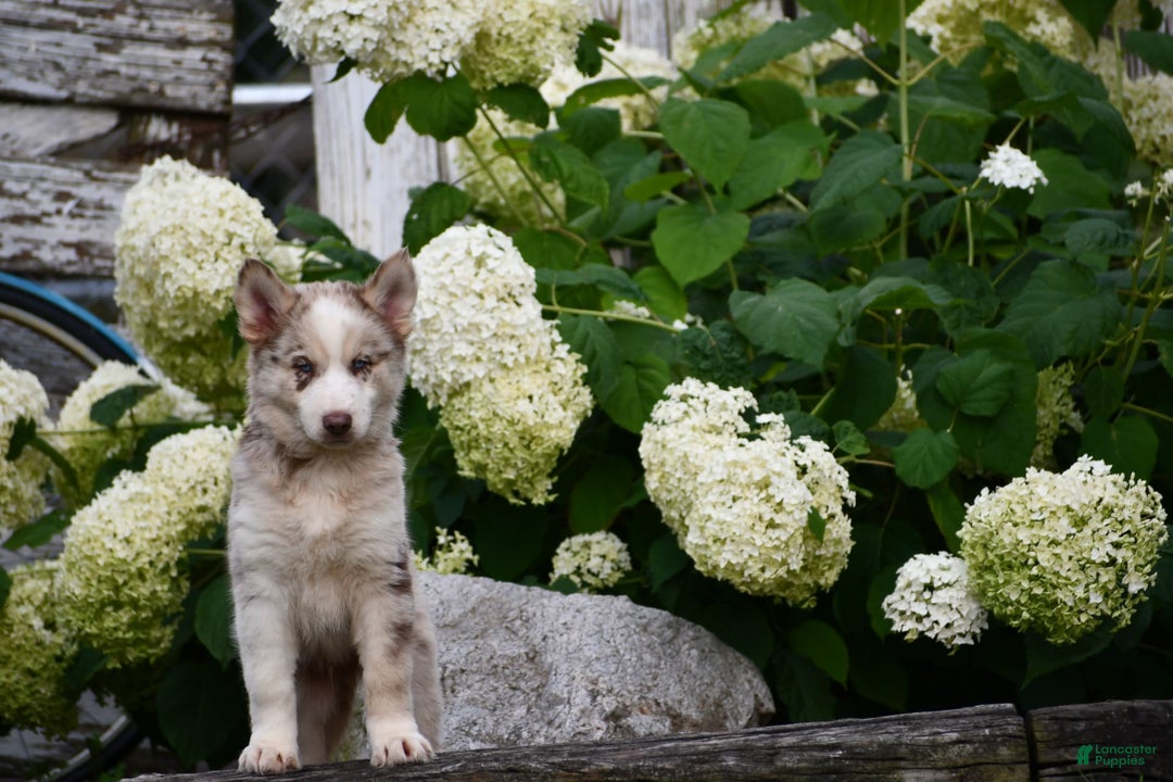 Gerberian Shepsky dogs for sale: Lawson - Image 7