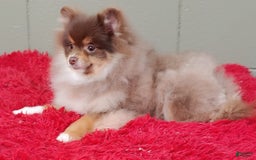 Pomeranian dogs for sale: Jessy - Image 4
