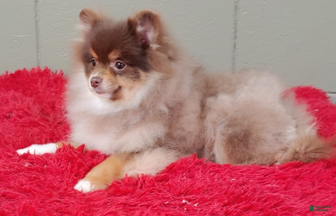 Pomeranian dogs for sale: Jessy - Image 4