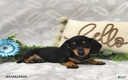 Miniature Dachshund dogs for sale: Denver - Image 2