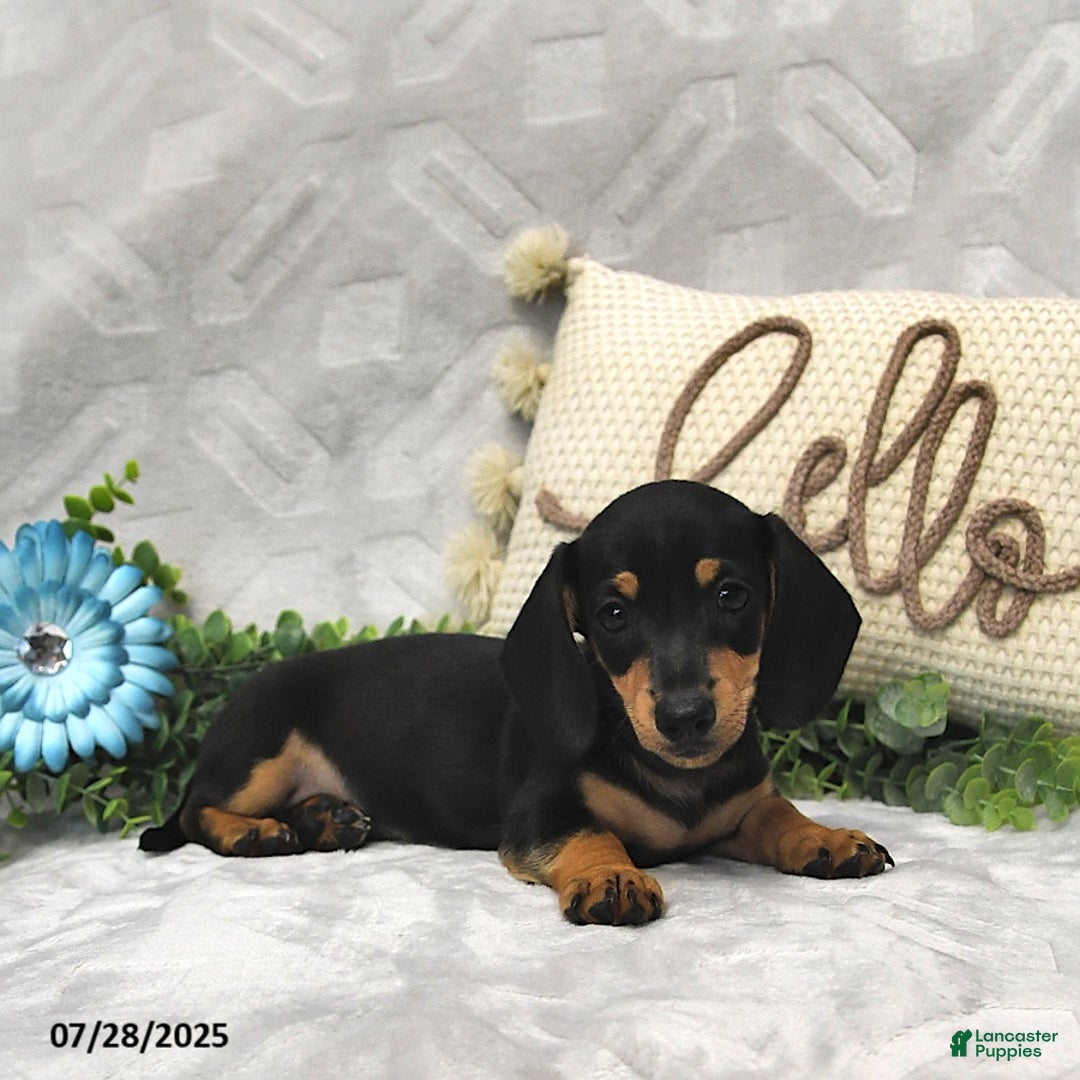 Miniature Dachshund dogs for sale: Denver - Image 2