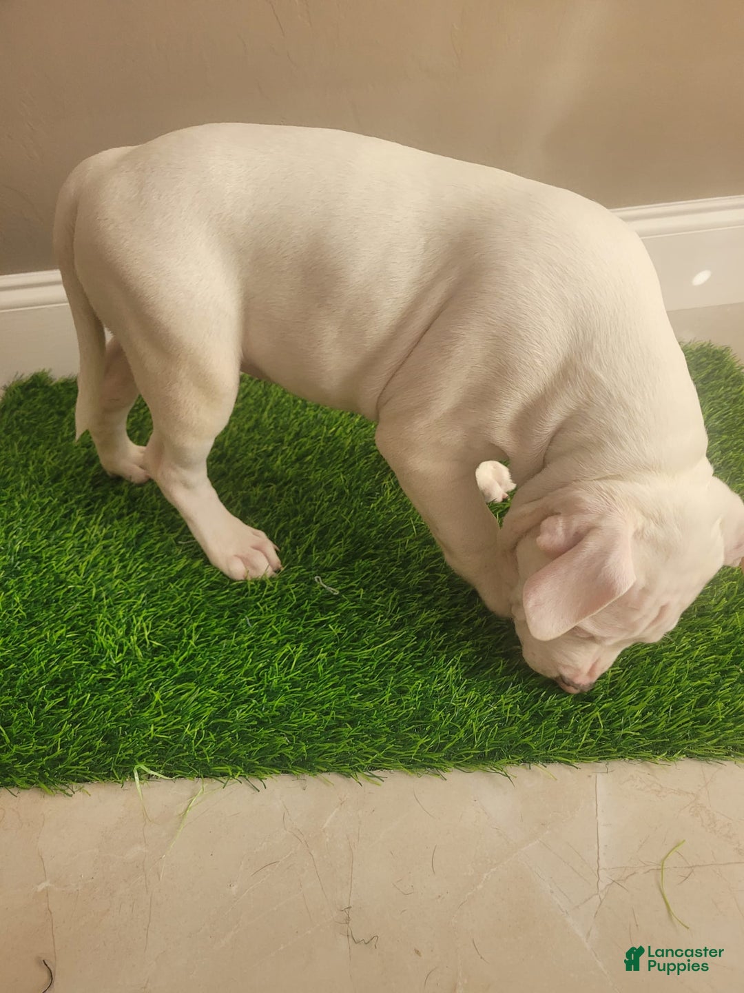American Bully dogs for sale: Diamond - Image 6