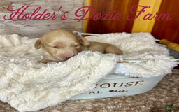Miniature Dachshund dogs for sale: Thelma Lou - Image 5