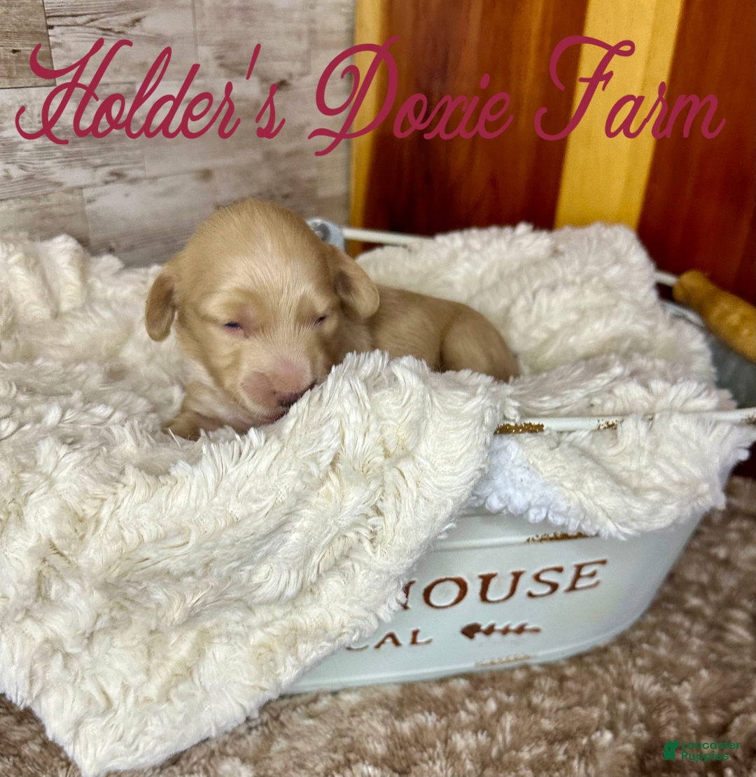Miniature Dachshund dogs for sale: Thelma Lou - Image 5