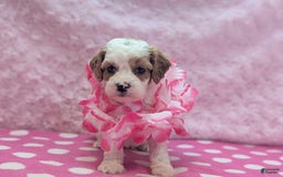 Cavapoo dogs for sale: Buzz - Image 14