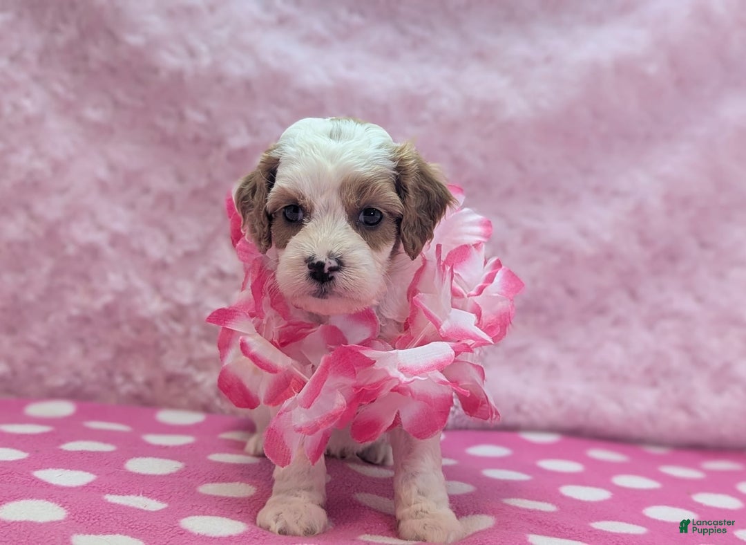Cavapoo dogs for sale: Buzz - Image 14