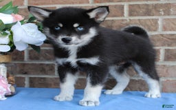 Pomsky dogs for sale: Archie - Image 2