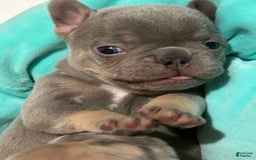 French Bulldog dogs for sale: Waylen - Image 2