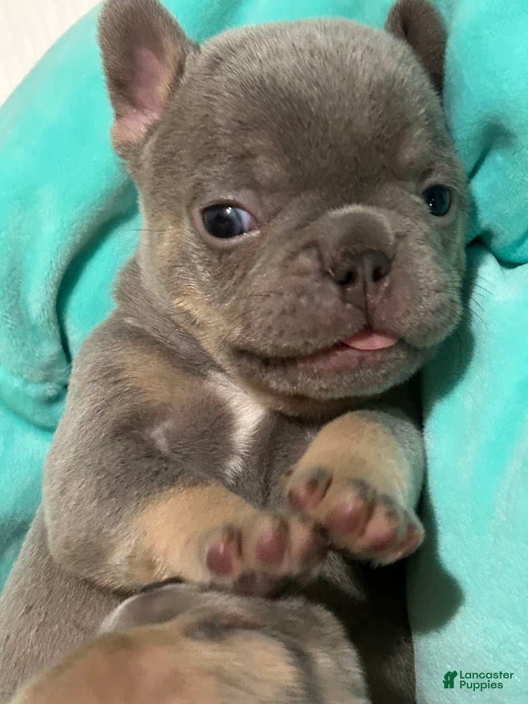French Bulldog dogs for sale: Waylen - Image 2