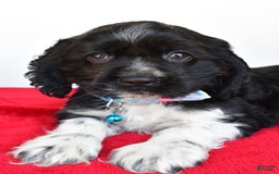 Cocker Spaniel dogs for sale: Pudge - Image 8