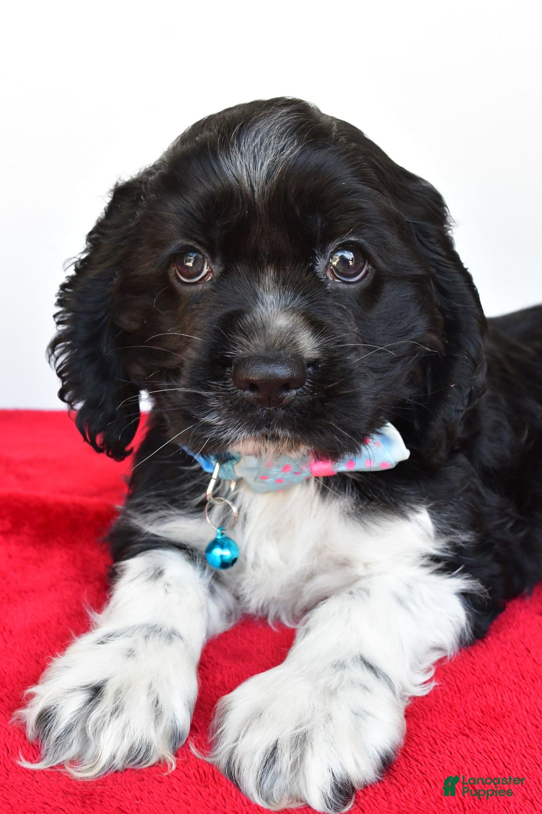 Cocker Spaniel dogs for sale: Pudge - Image 8