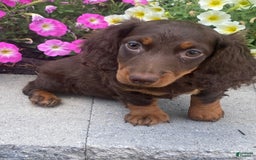 Dachshund dogs for sale: Danny - Image 5