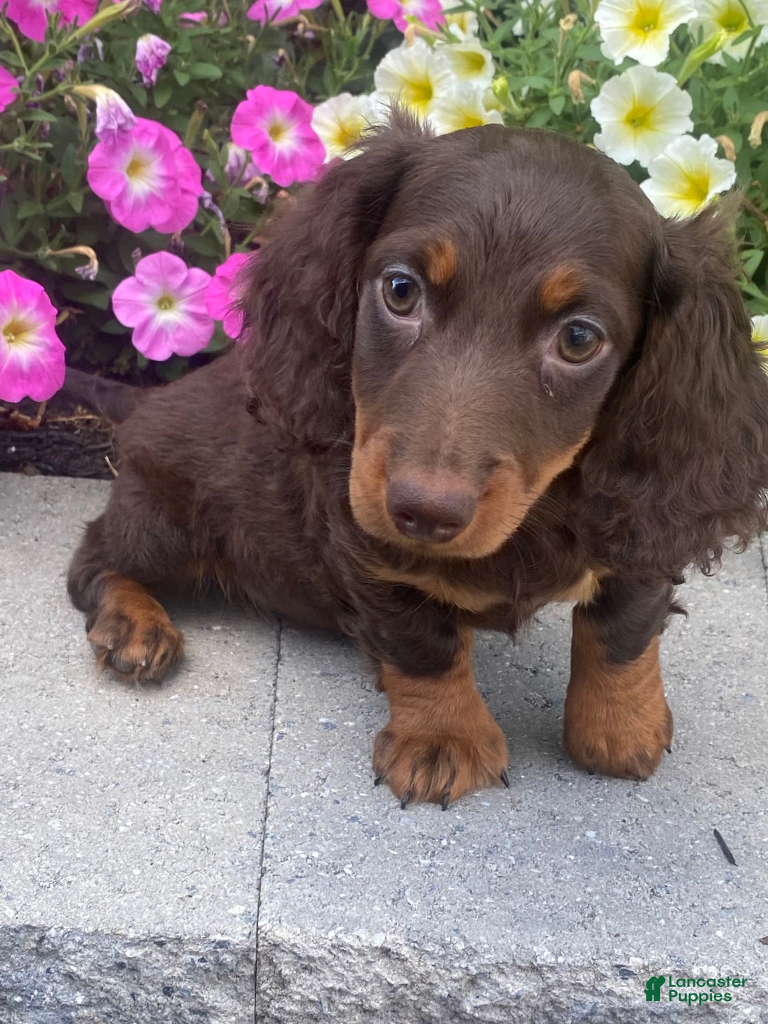 Dachshund dogs for sale: Danny - Image 5