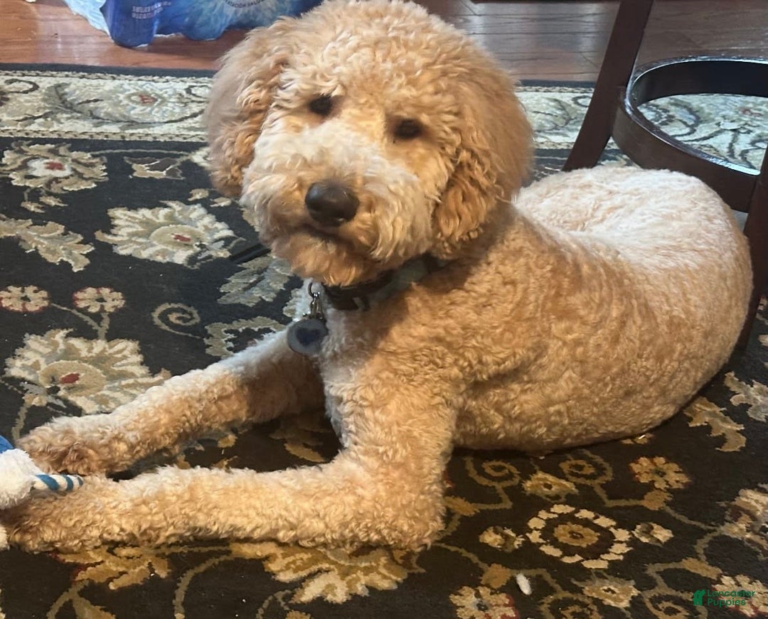 Goldendoodle dogs for sale: Rainbow Girl 3 - Image 9