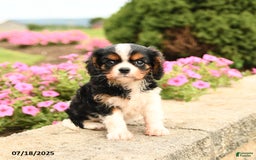 Cavalier King Charles Spaniel dogs for sale: Jack - Image 3