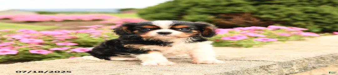 Jack