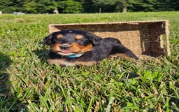 Bernese Mountain Dog dogs for sale: Gunner - Image 1