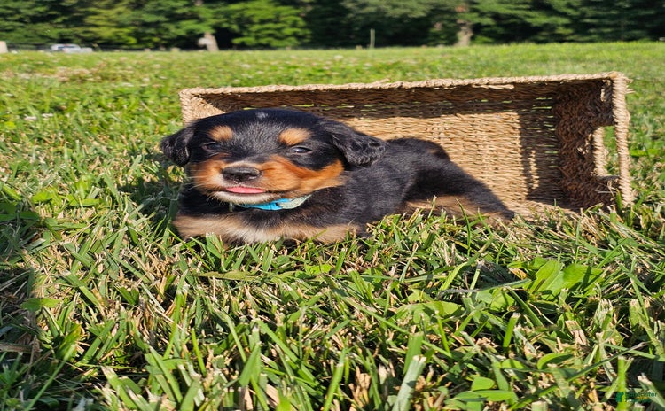 Bernese Mountain Dog dogs for sale - Ad 2