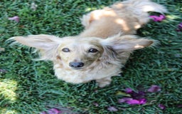 Dachshund dogs for sale: Deli - Image 7