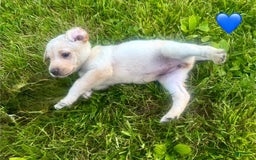 Labrador Retriever dogs for sale: Female Yellow Blue Collar - Image 3