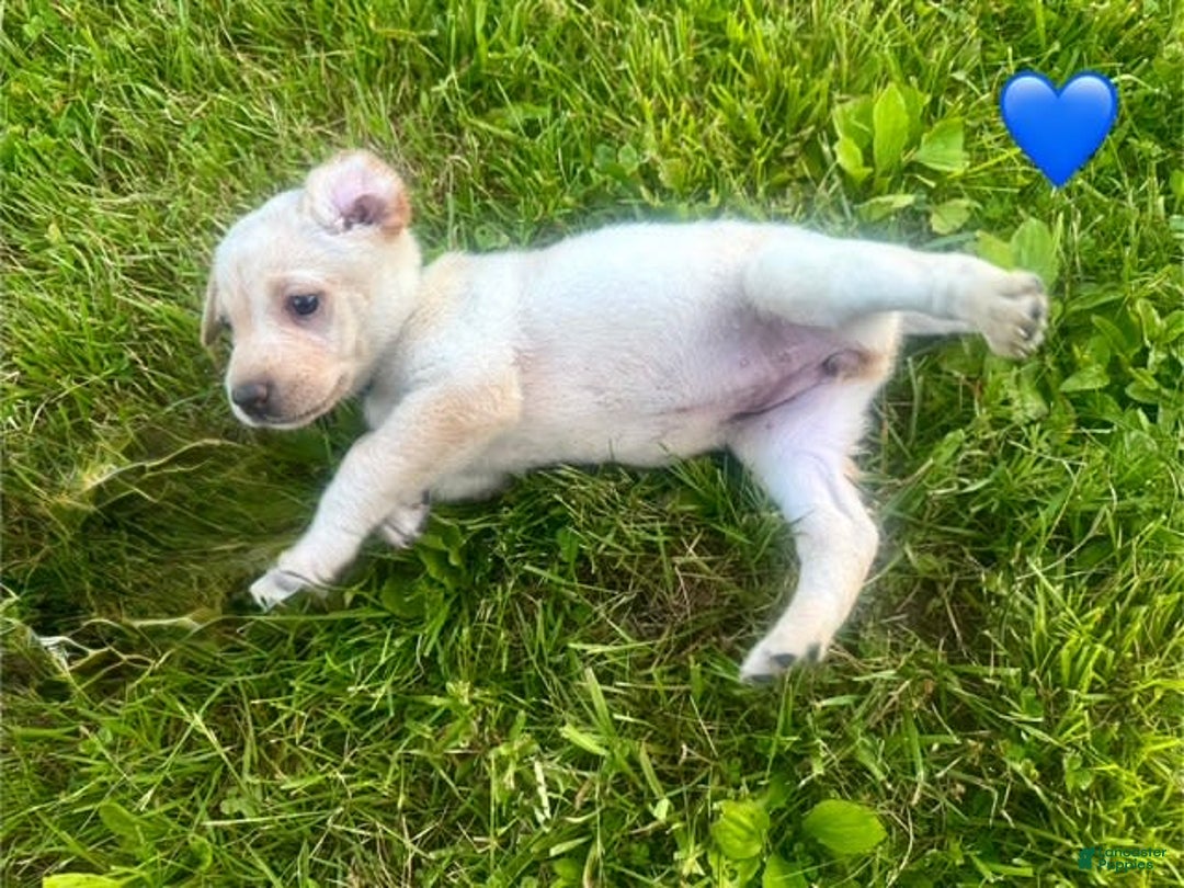Labrador Retriever dogs for sale: Female Yellow Blue Collar - Image 3