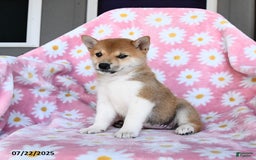 Shiba Inu dogs for sale: Mae - Image 2