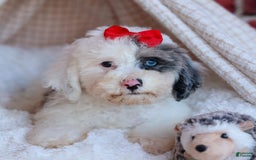 Bichpoo dogs for sale: Bowie - Image 3