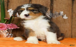 Bernedoodle dogs for sale: Diana - Image 5