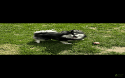 Pomsky dogs for sale: Ruger Iron Tate - Image 10