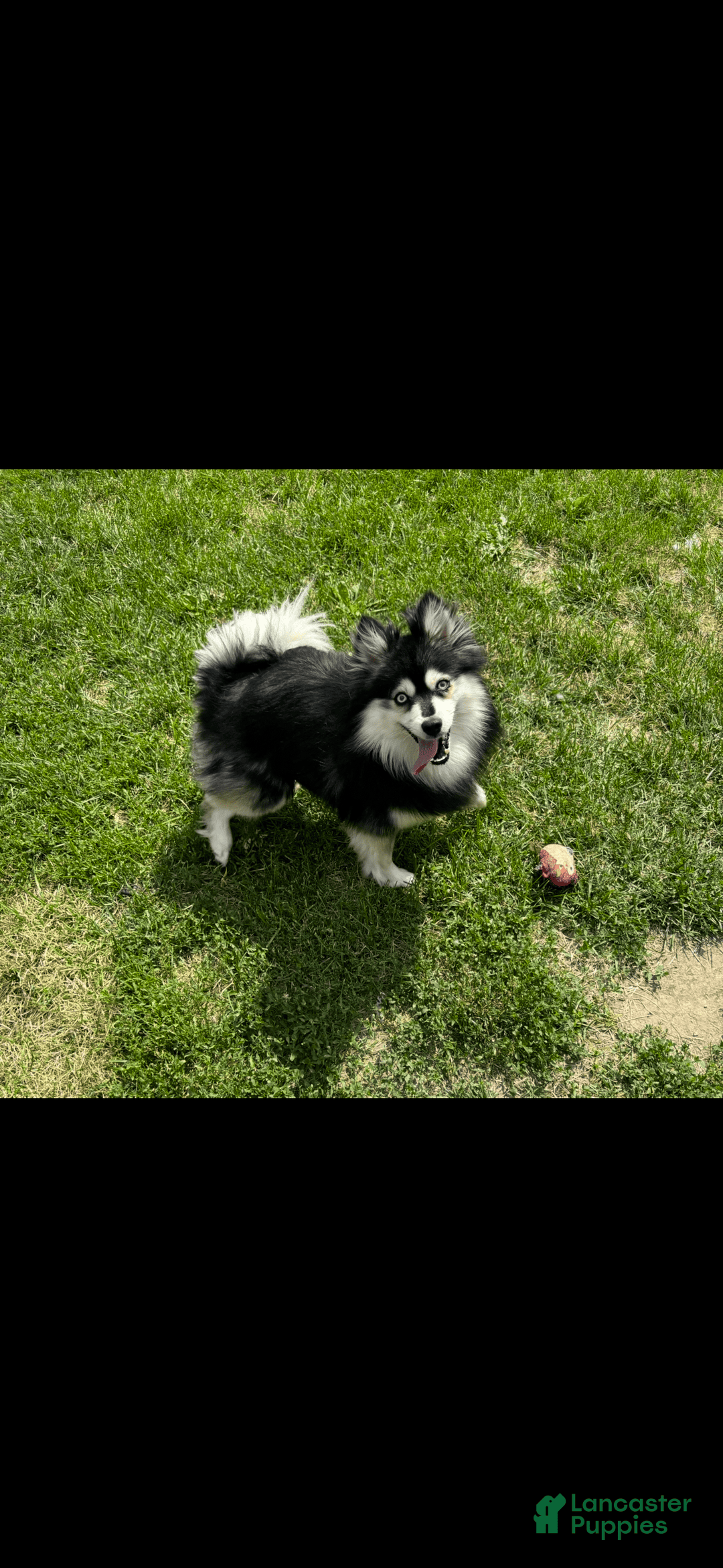 Pomsky dogs for sale: Ruger Iron Tate - Image 10