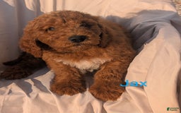 Goldendoodle dogs for sale: Jax - Image 1