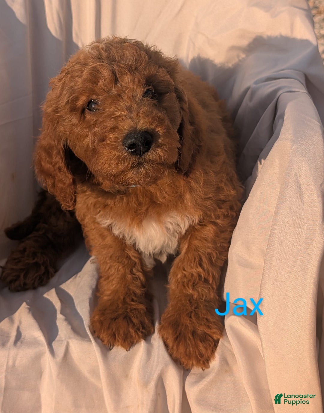 Goldendoodle dogs for sale: Jax - Image 1