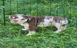 English Bulldog dogs for sale: Rocky - Image 12